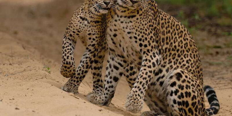 Lunugamvehera National Park Safari ( Yala Block V / VI ) - In-Depth Review of the Lunugamvehera Safari Experience