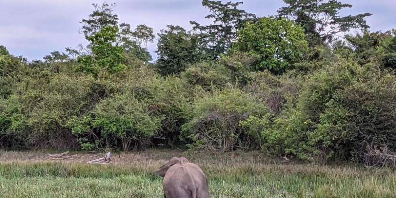 Lunugamvehera National Park Safari ( Yala Block V / VI ) - The Sum Up