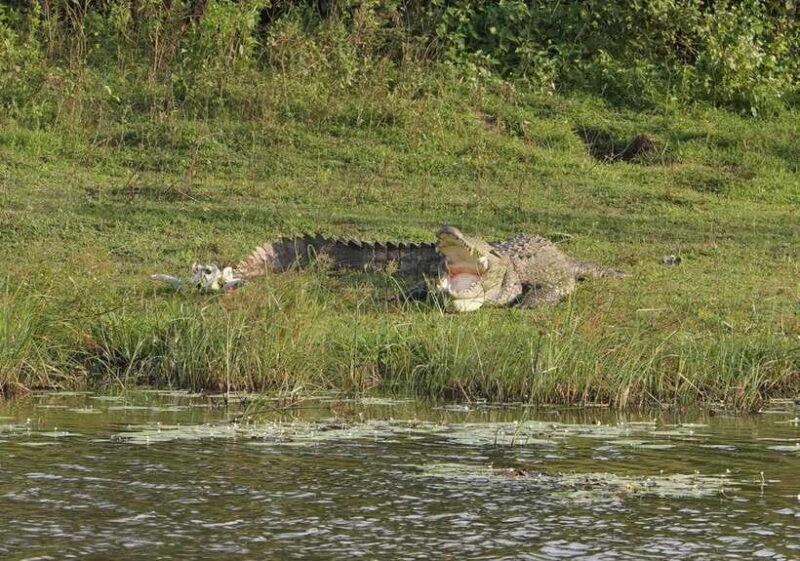 Lunugamvehera National Park ( Yala Block 5 / 6 ) Wild Safari - Key Points