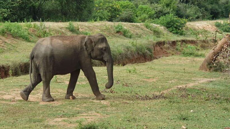 Lunugamvehera National Park ( Yala Block 5 / 6 ) Wild Safari - Final Thoughts