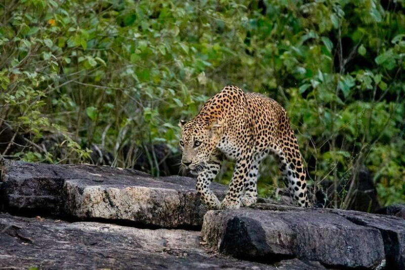 Lunugamwehera NP (Block VI) Morning Safari Game Drive - Exploring Lunugamwehera NP (Block VI): A Deep Dive