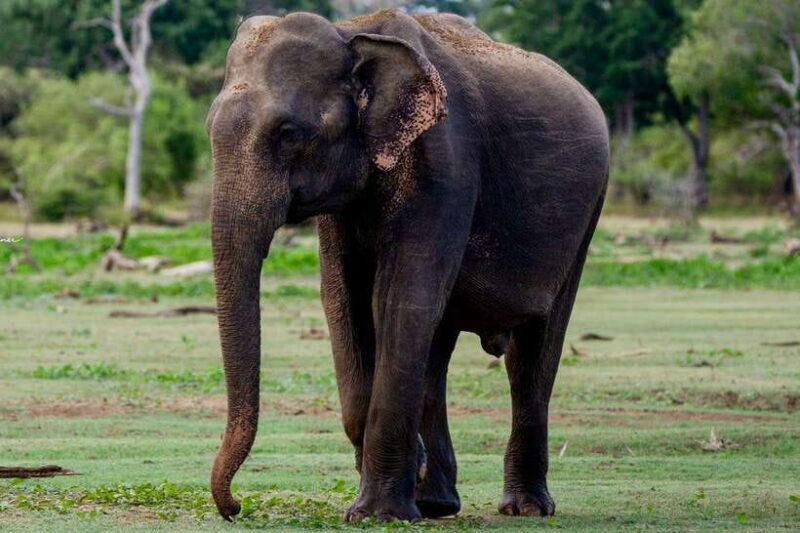 Lunugamwehera NP (Block VI) Morning Safari Game Drive - The Sum Up: Is It Worth It?