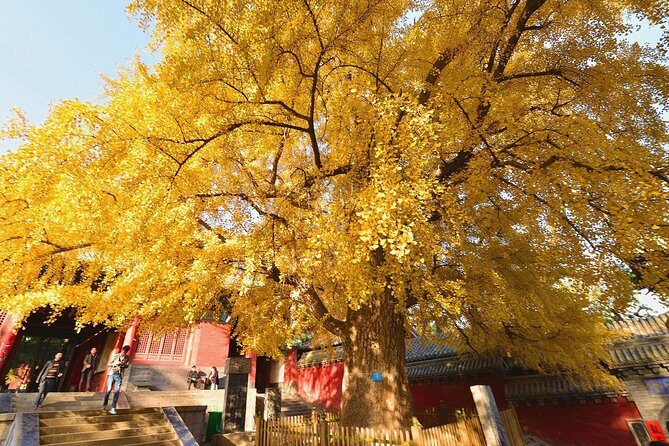 Luoyang Private Tour to Shaolin Temple including Kungfu Lesson - Who Will Enjoy This Tour?