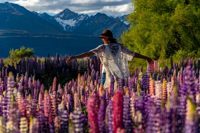Lupin Flowers Tour Lake Tekapo - Key Points