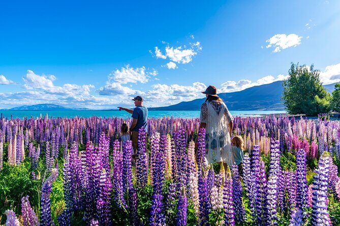 Lupin Flowers Tour Lake Tekapo - Final Thoughts