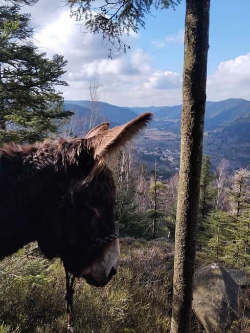 Luvigny: An unusual forest escape with a donkey - Key Points
