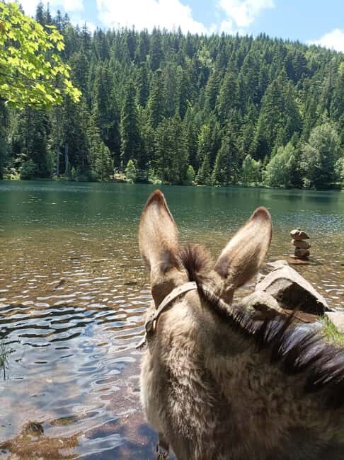 Luvigny: An unusual forest escape with a donkey - Exploring Luvigny: A Detailed Review