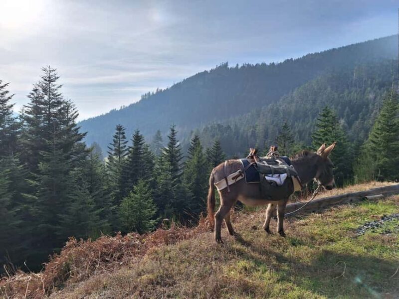 Luvigny: An unusual forest escape with a donkey - FAQ