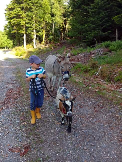 Luvigny: an unusual getaway with donkeys and goats - An In-Depth Look at the Luvigny Forest Adventure