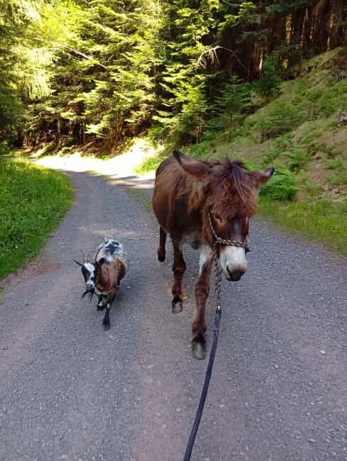 Luvigny: an unusual getaway with donkeys and goats - Final Thoughts: Is It Worth It?