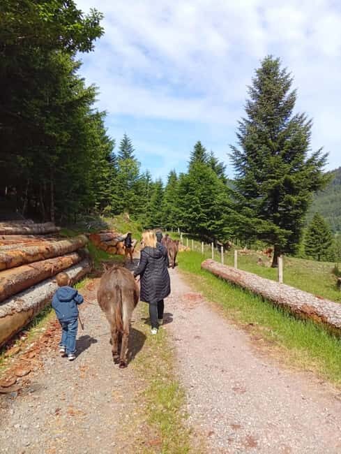 Luvigny: Donkey discovery walk - The Luvigny Donkey Discovery Walk: A Gentle Escape into Nature
