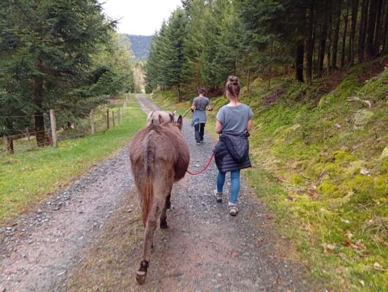 Luvigny: Donkey discovery walk - Who Should Consider This Experience?