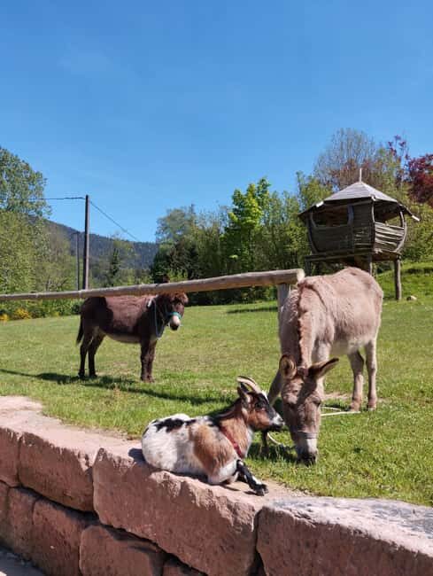 Luvigny: Donkey discovery walk - The Sum Up