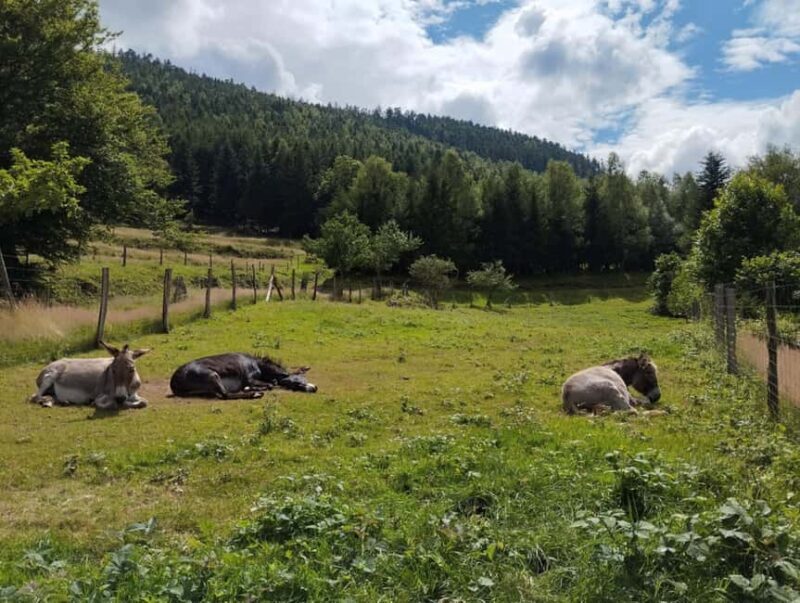 Luvigny: Donkey discovery walk - Frequently Asked Questions