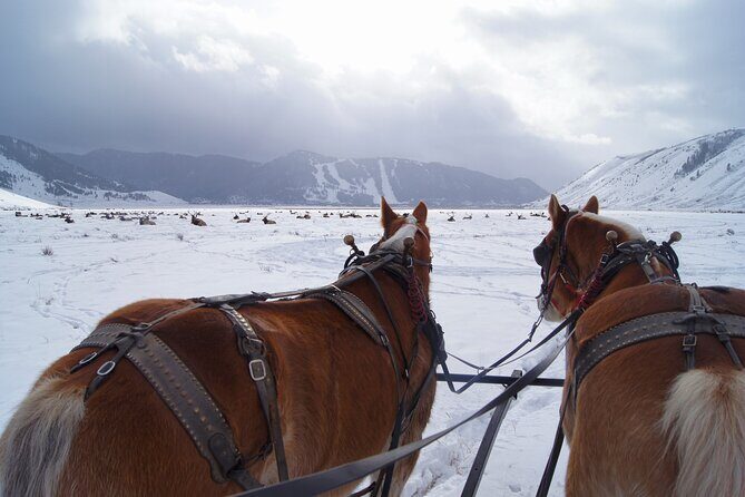 Luxury 1/2 Day Winter Grand Teton Tour & Sleigh Ride - Final Thoughts