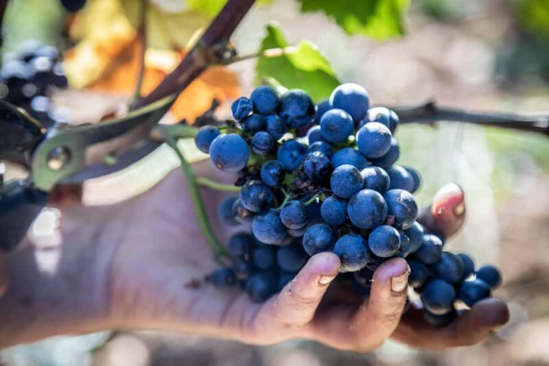 Luxury Burgundy Private Wine Tour - Who Should Consider This Tour?