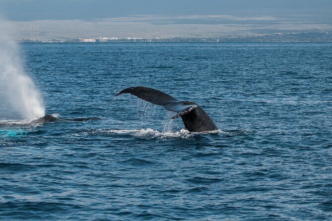 Luxury Catamaran Whale Watch - Final Thoughts