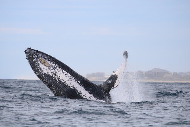 Luxury Catamaran Whale Watching Cabo San Lucas - FAQ