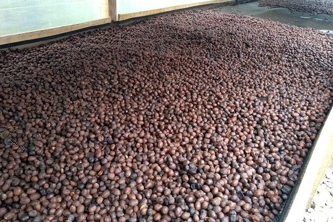 Luxury Coffee Plantation Private Tour (9 Hrs.) - Why We Love This Tour