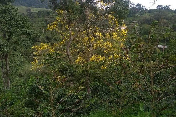 Luxury Coffee Plantation Private Tour (9 Hrs.) - FAQs