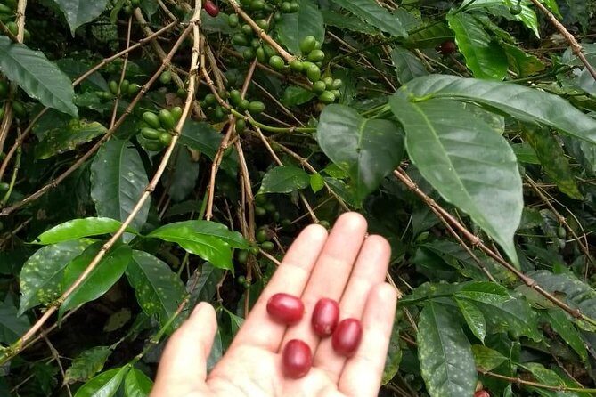 Luxury Coffee Plantation Private Tour (9 Hrs.) - Final Thoughts