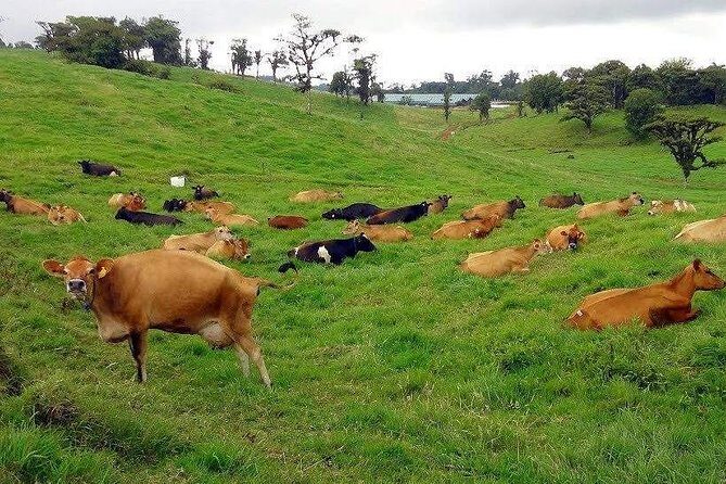 Luxury day-trip off the beaten path Poás Volcano and surroundings - FAQ