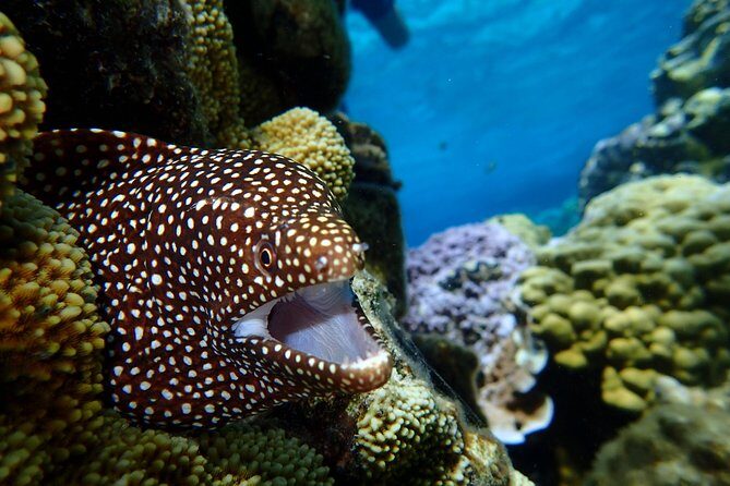 Luxury Full Day Snorkeling - Key Points