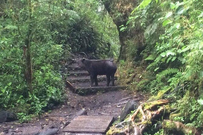 Luxury Half-Day Trip getting off the beaten path Central Valley - An Authentic Half-Day in Costa Rica’s Central Valley