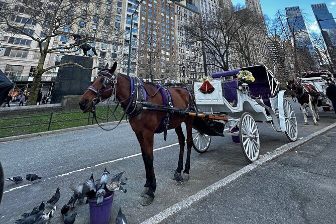 Luxury Horse and Carriage Tours in Central Park - Frequently Asked Questions