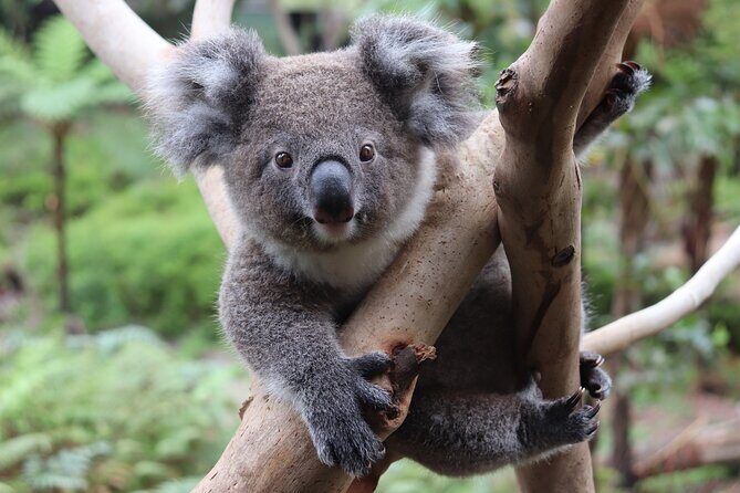 Luxury Hunter Valley Wildlife & Wine Tasting Tour from Sydney - FAQ: Your Questions Answered