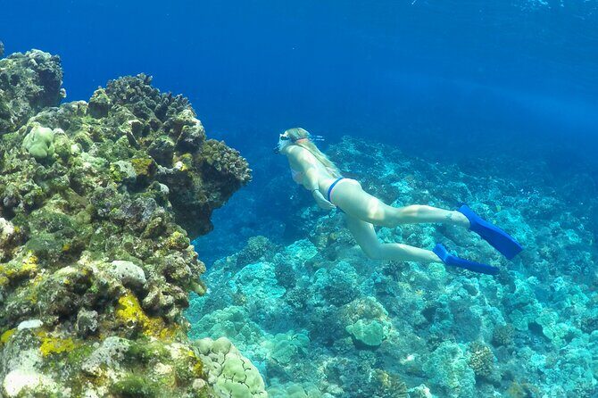 Luxury Kona Coast Snorkel Tour Including Lunch - The Sum Up: Who Is This Tour Best For?