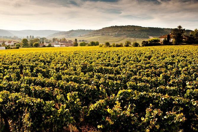 Luxury Luxury Wine Tour Experience - Final Thoughts: Who Should Book This Tour?
