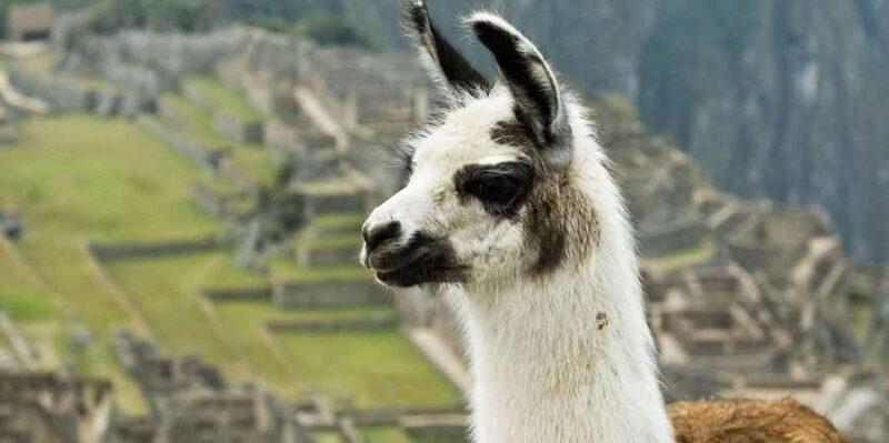 Luxury Must-Sees Enjoy 5 Days - An In-Depth Look at the 5-Day Luxury Peru Adventure