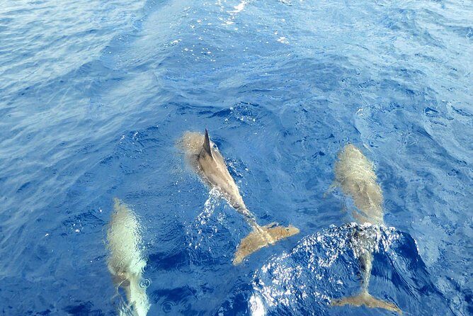Luxury Opera 60 Whale & Dolphin Watching Experience - Who Will Love This Tour?