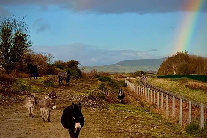 Luxury Photography Day Tour on Ring of Kerry and Skellig Ring - Fully Guided and Chauffeured - Who Should Book This Tour?
