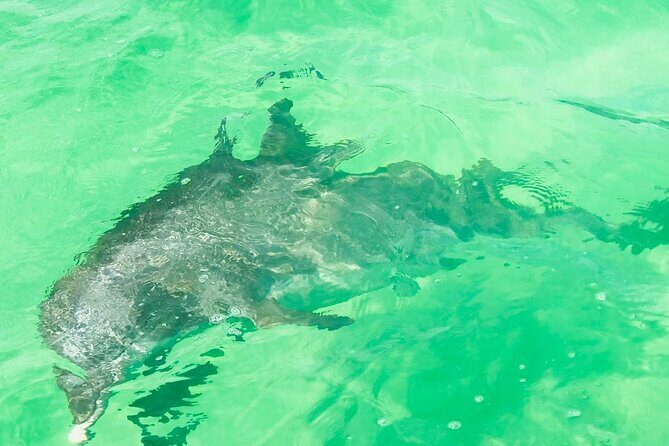 Luxury Pontoon Rental-Explore Pensacola Waters - The Sum Up