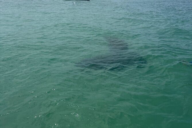 Luxury Private Boat Adventure in Tampa Bay - Key Points