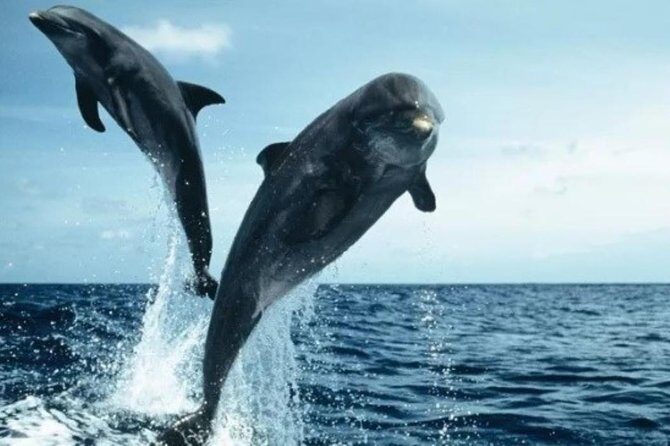 Luxury Private Boat Charter - FAQ