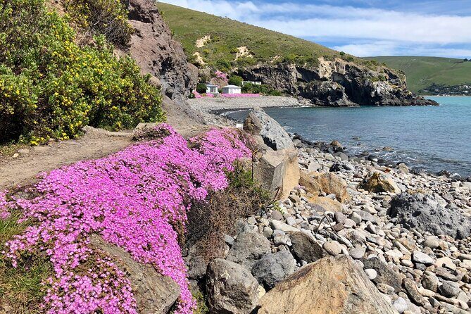 Luxury Private Guided Crater Rim Walk on Banks Peninsula - Who Should Consider This Tour?