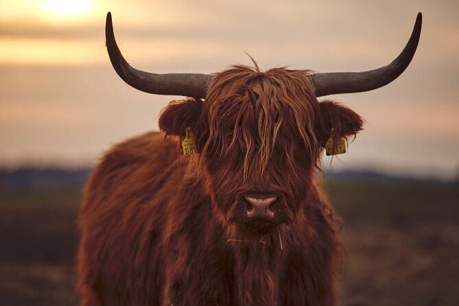 Luxury Private Tour of The Highlands & Loch Ness from Edinburgh - Final Thoughts