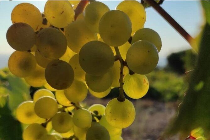LUXURY PRIVATE Wine Tasting in CRETE (also for CRUISE SHIPS) - FAQ About the Crete Private Wine Tasting Tour