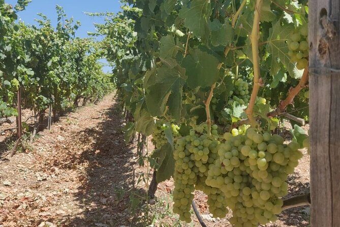 LUXURY PRIVATE Wine Tasting in CRETE (also for CRUISE SHIPS) - The Sum Up