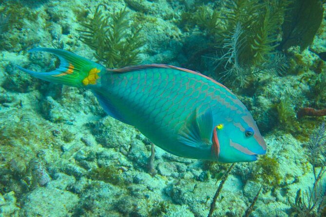 Luxury Sandbar and Snorkeling trip in Key West - A Private, Luxurious Day on the Water in Key West