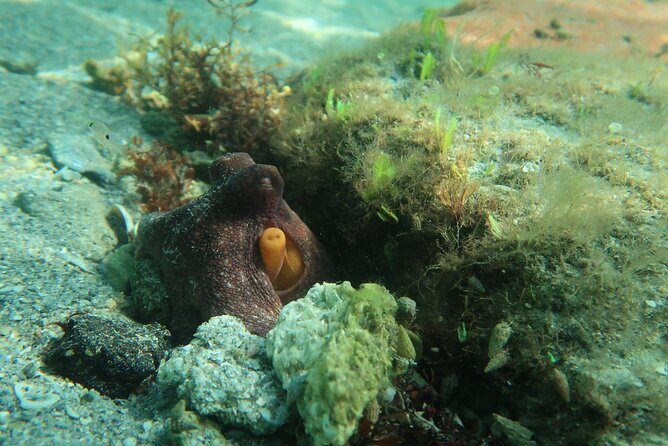 Luxury Snorkeling on Your Vacation Exclusively Private Guaranteed - Pricing and Value