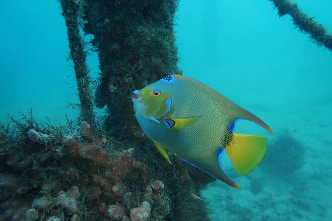 Luxury Snorkeling on Your Vacation Exclusively Private Guaranteed - The Bottom Line: Who Should Book This Tour?