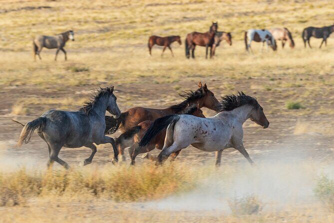 Luxury tour for up to 7 to Antelope Canyon X and Horseshoe Bend - Final Thoughts