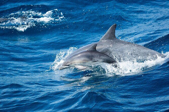 Luxury Whale Watching: Fewer People, Extra Speed, Expert Staff - What to Expect from Your Newport Beach Whale Watching Experience