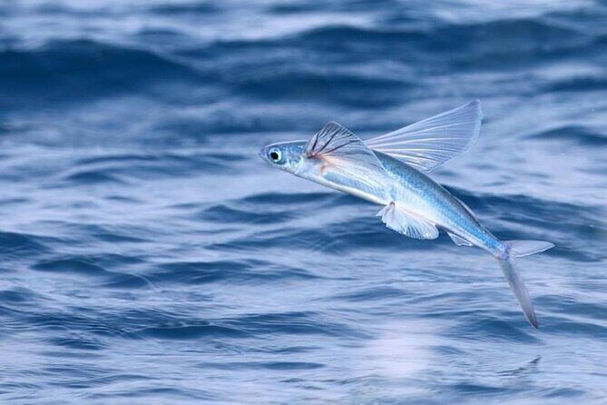 Luxury Whale Watching: Fewer People, Extra Speed, Expert Staff - The Sum Up