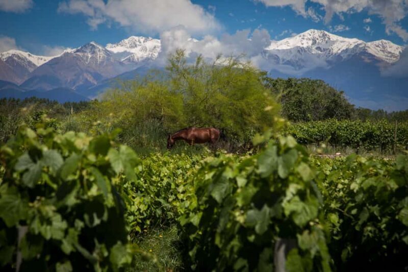Luxury Wine Tasting in Uco Valley/ Boutique Wineries & Asado - Key Points