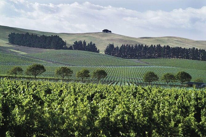 Lyttelton Cruise Excursions: Christchurch Sightseeing with Sheep Farm - In-Depth Review of the Tour